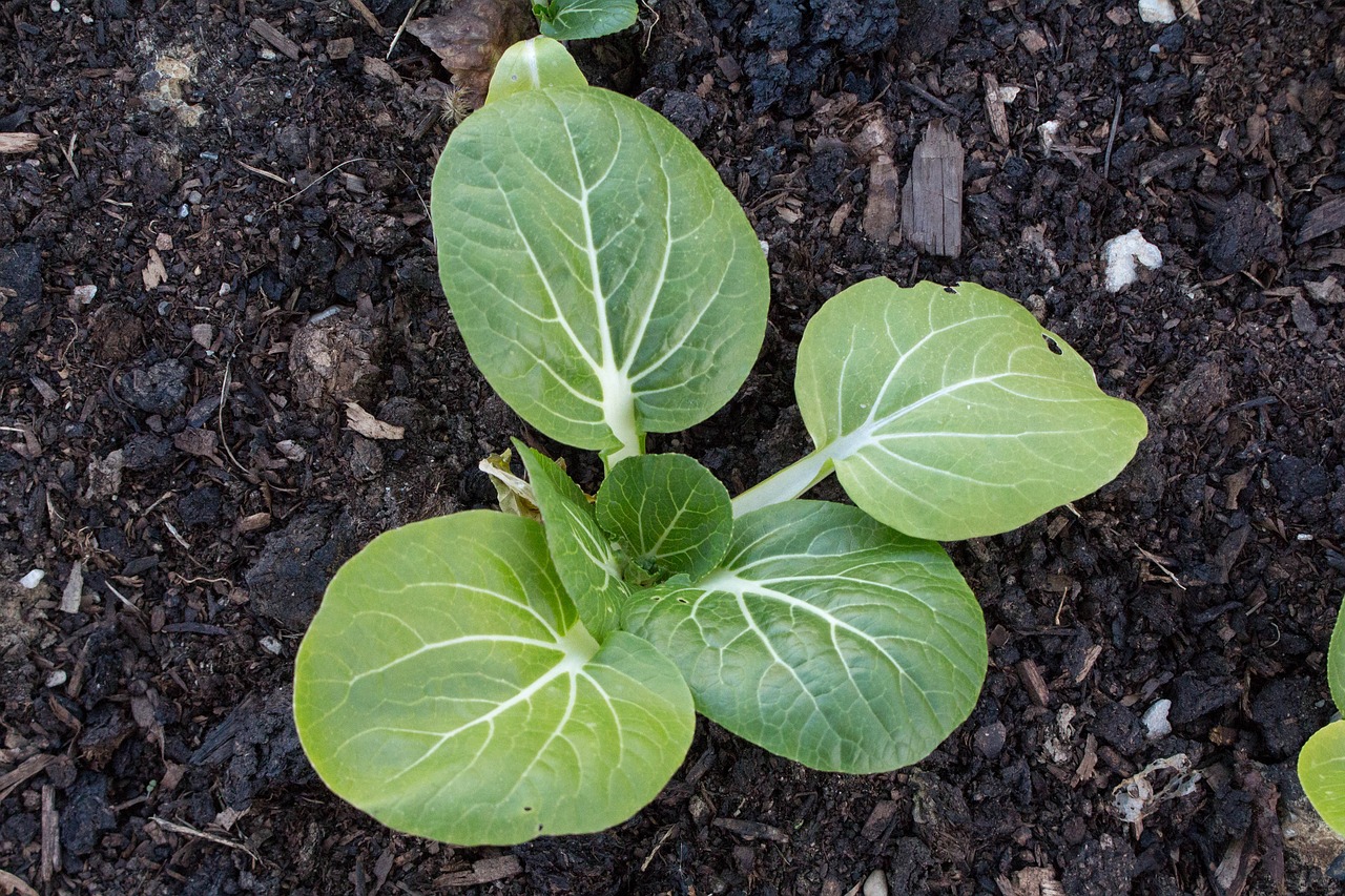 leaf food soil free photo