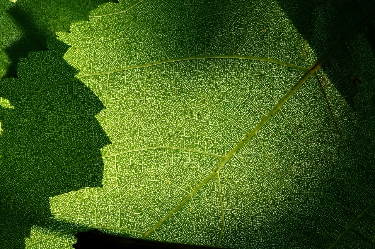 leaf plant nature free photo