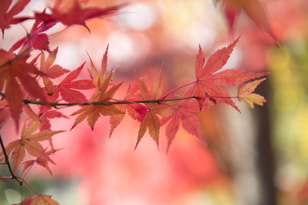 leaf nature fall free photo