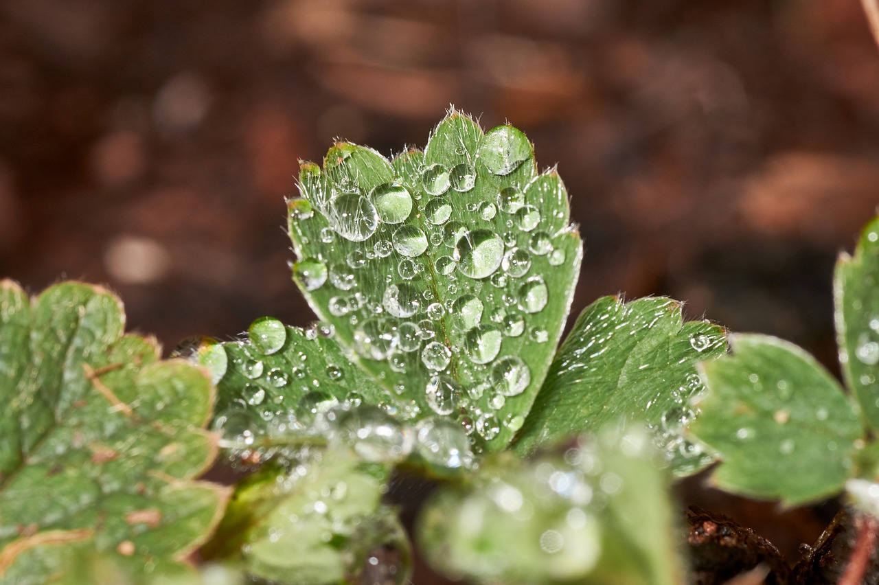 leaf plant nature free photo