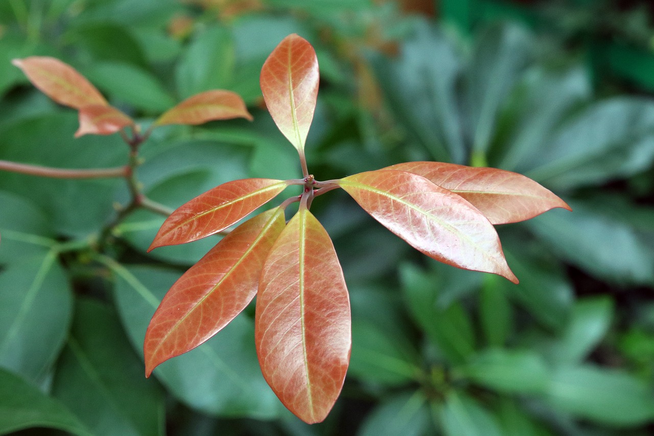 leaf nature plants free photo