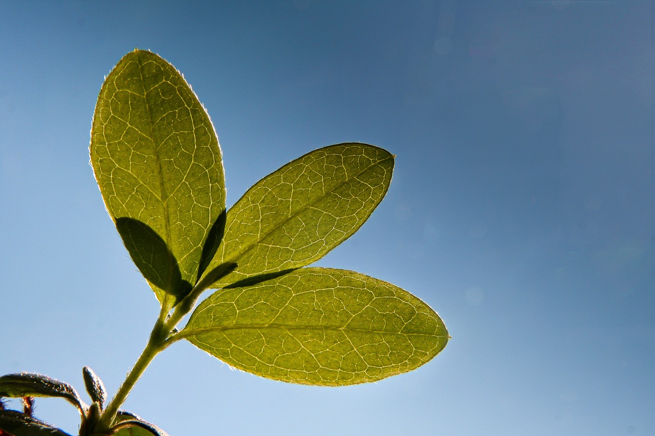 leaf plant vegetation free photo