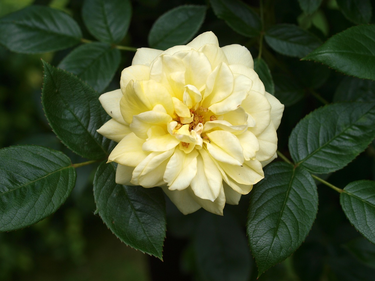 leaf flower flora free photo