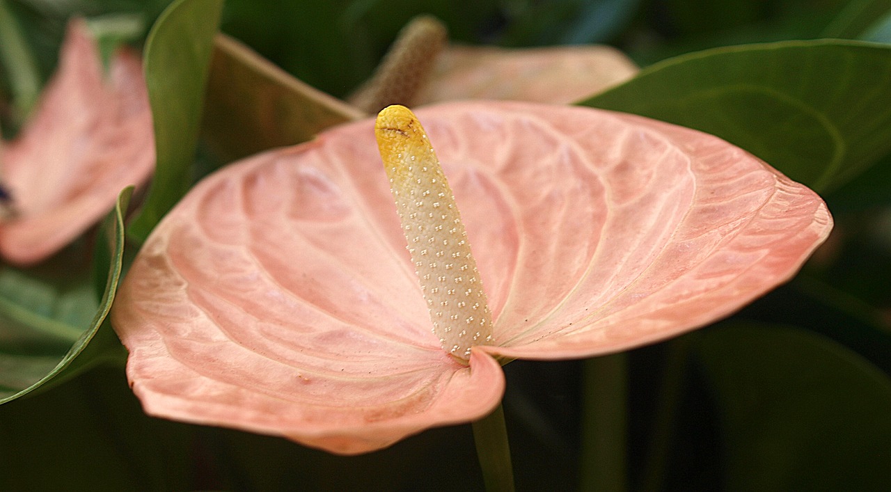 leaf nature flower free photo