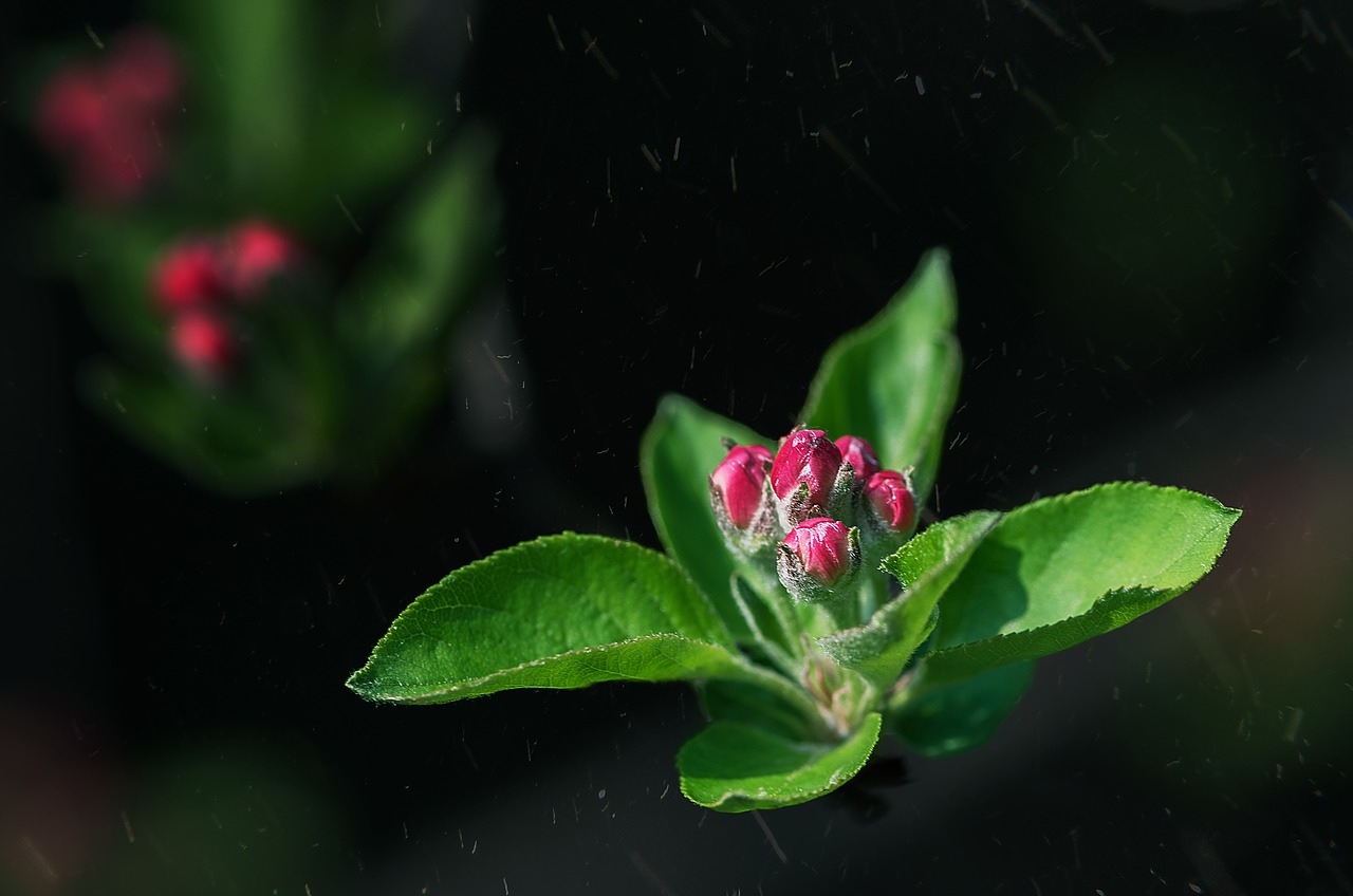 leaf nature flower free photo