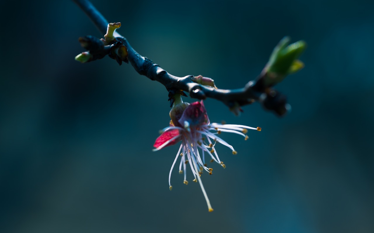 leaf nature flower free photo