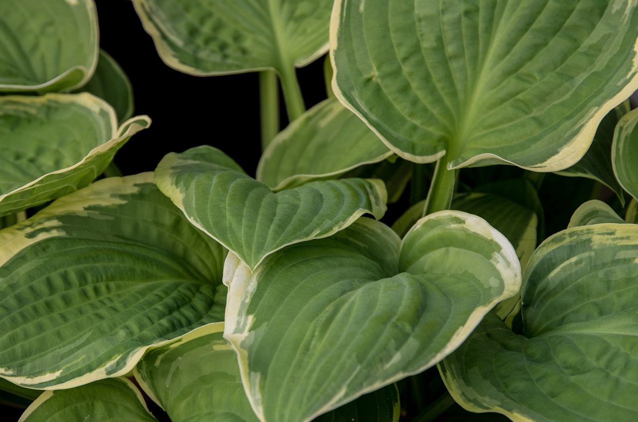 leaf plant nature free photo