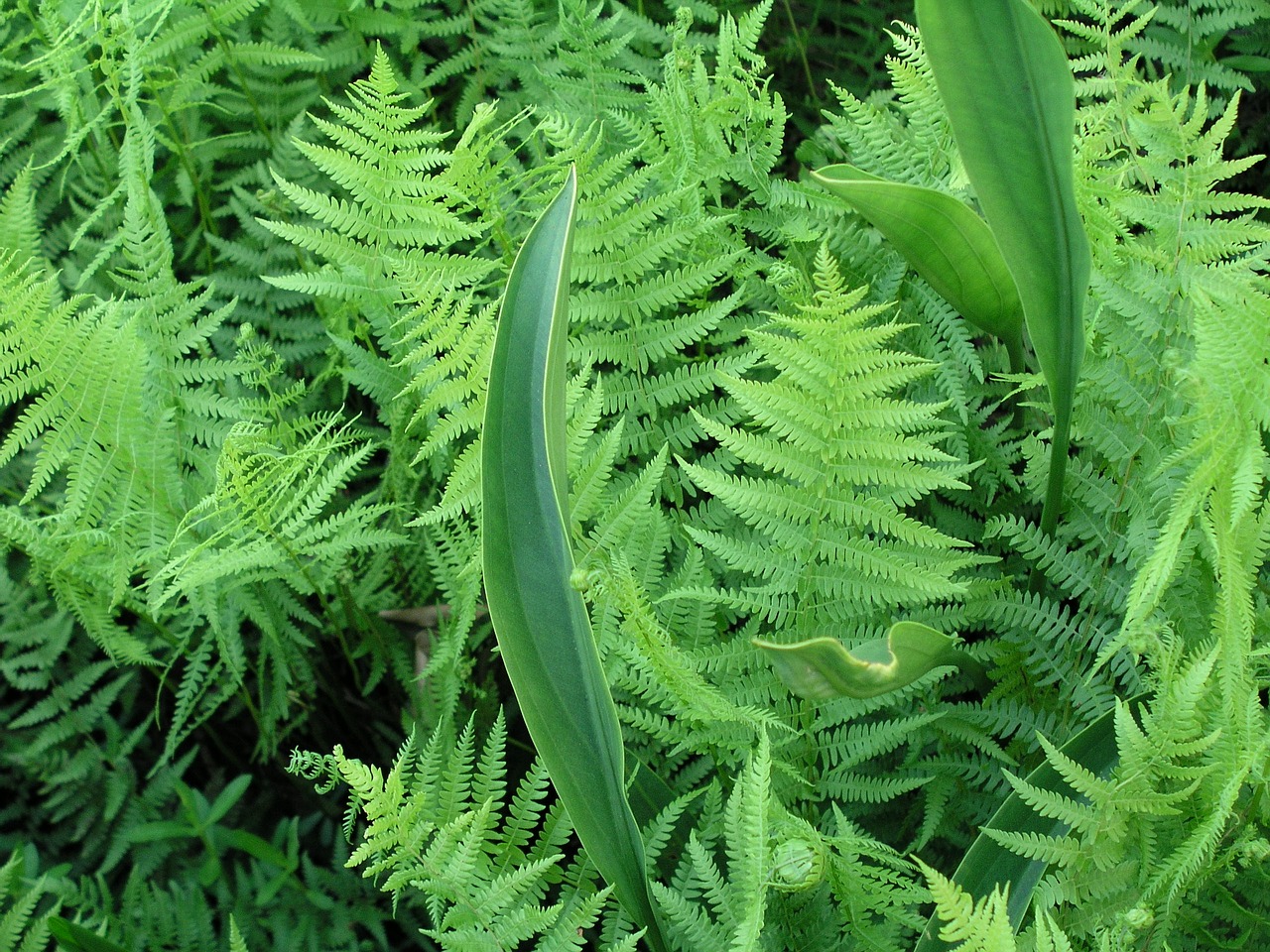 leaf fern flora free photo