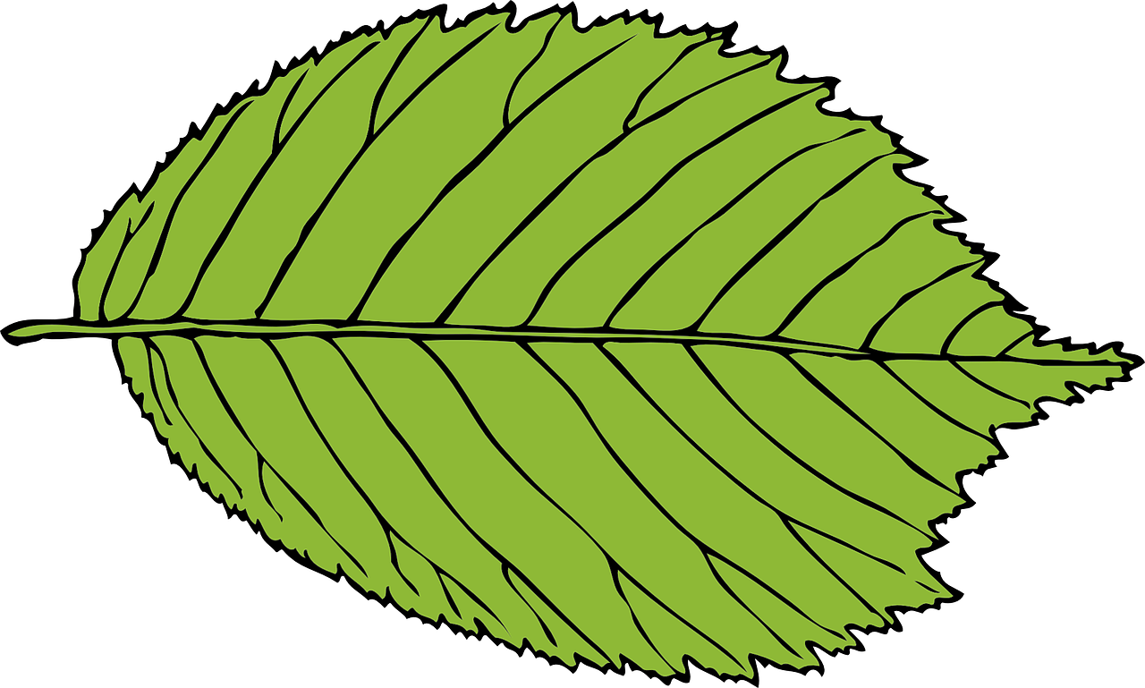 leaf green oval free photo