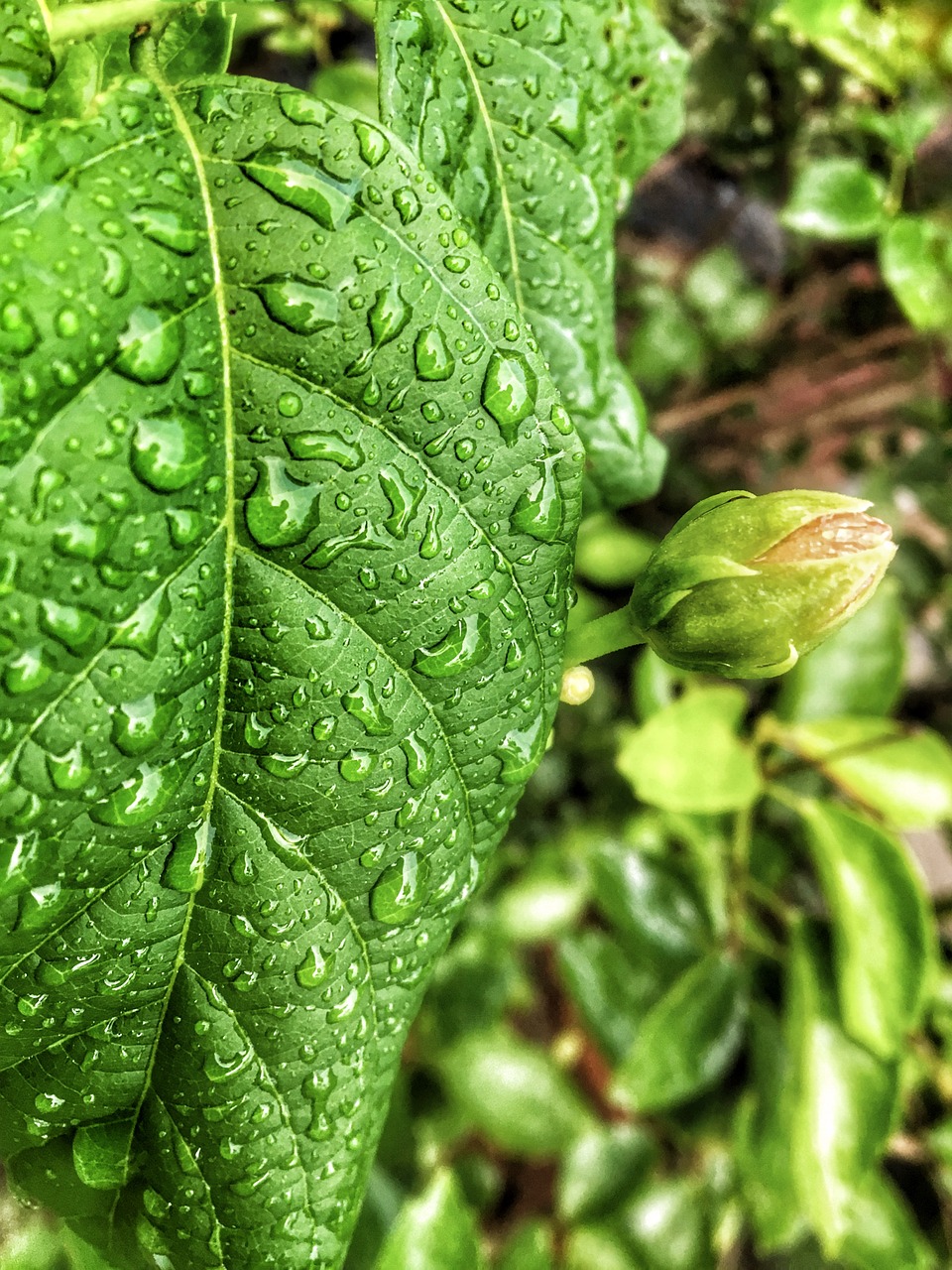 leaf flora nature free photo