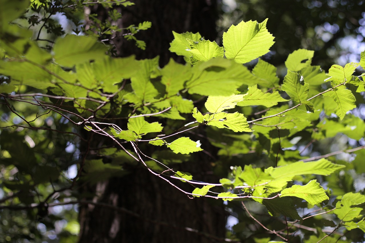 leaf nature plant free photo