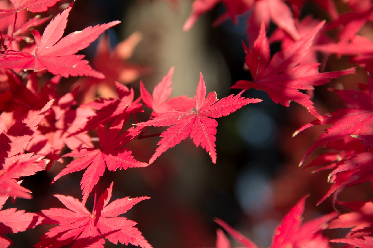 leaf nature fall free photo