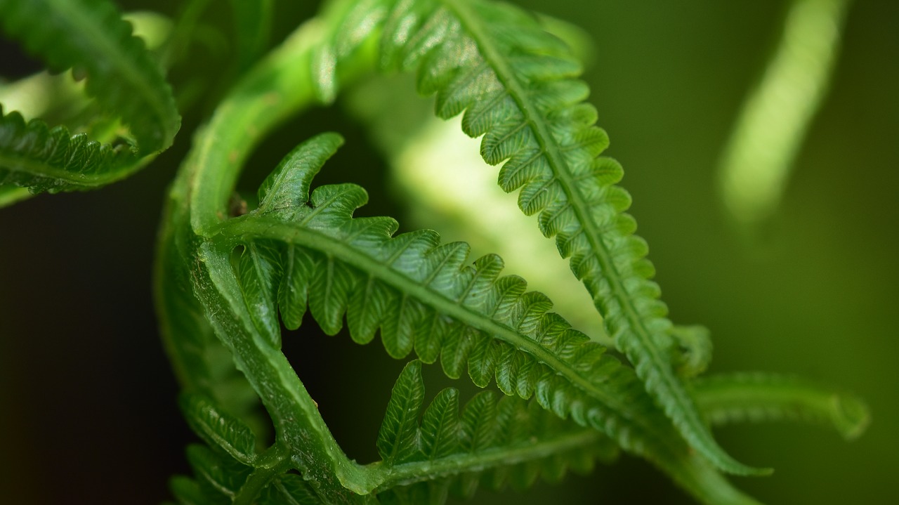 leaf fern frond free photo