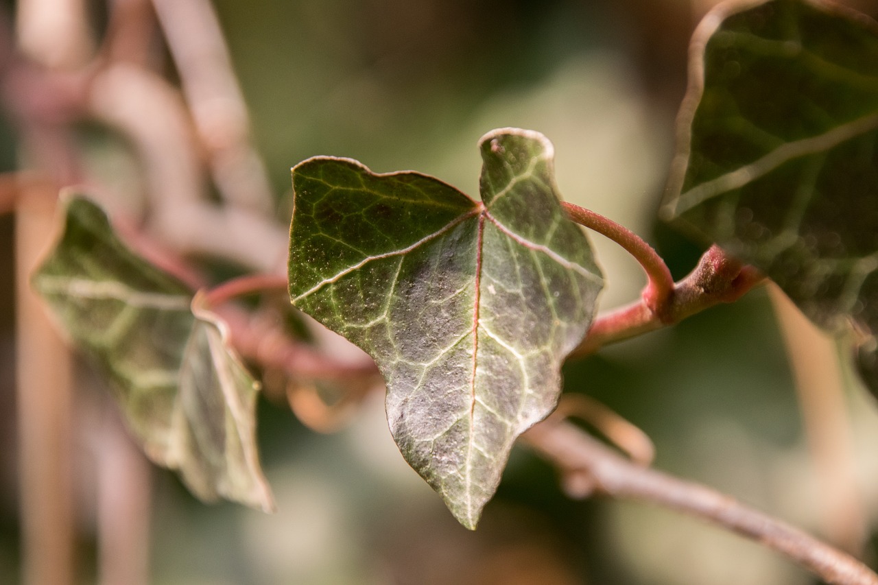 leaf nature plant free photo