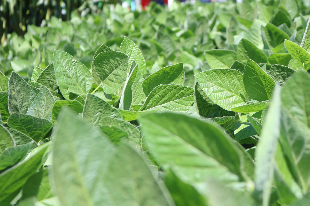 leaf plant vegetable free photo