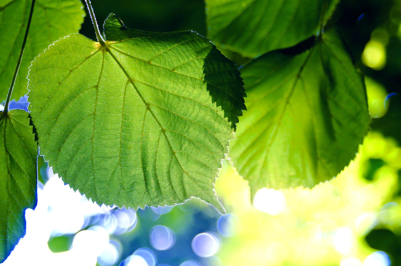 leaf nature plant free photo