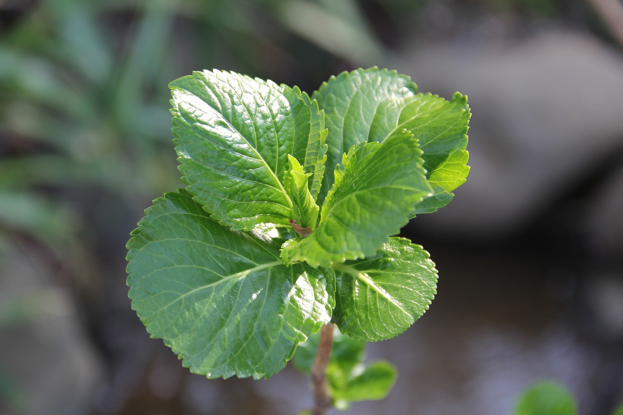 leaf flora nature free photo