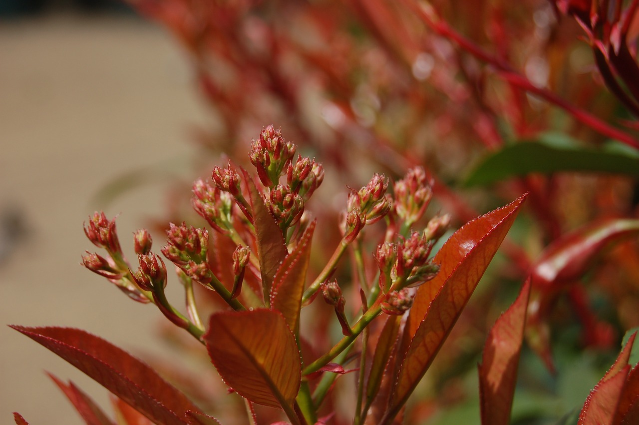 leaf nature flower free photo