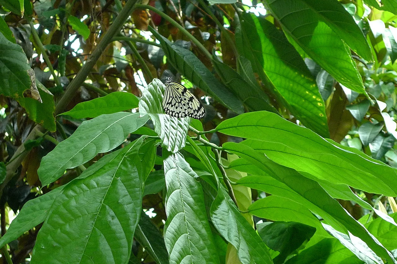 leaf flora nature free photo