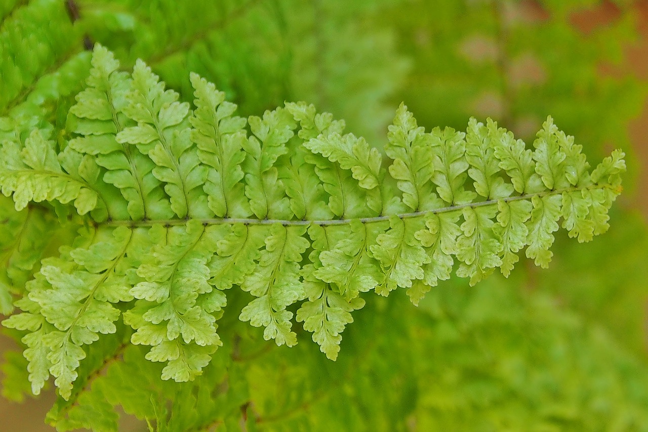 leaf plant fern free photo