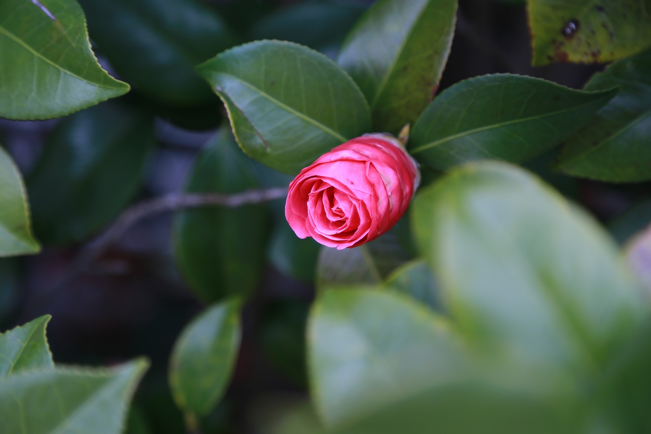 leaf nature plants free photo