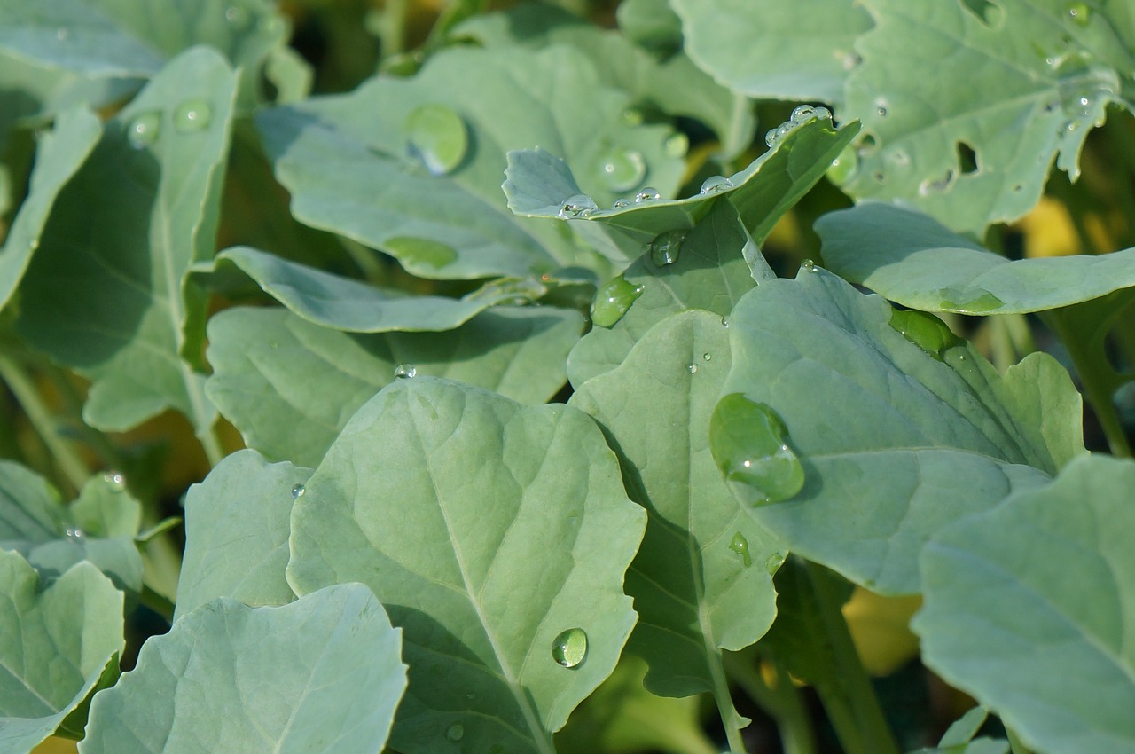 leaf plant hood free photo