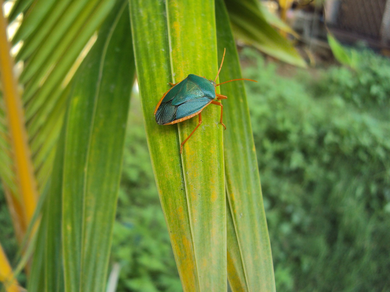 leaf nature plant free photo