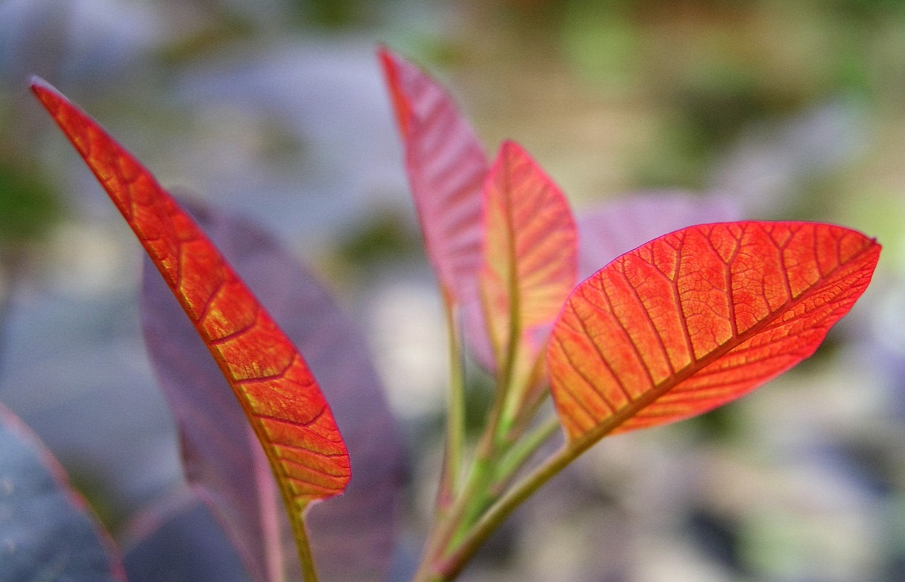 leaf nature flora free photo