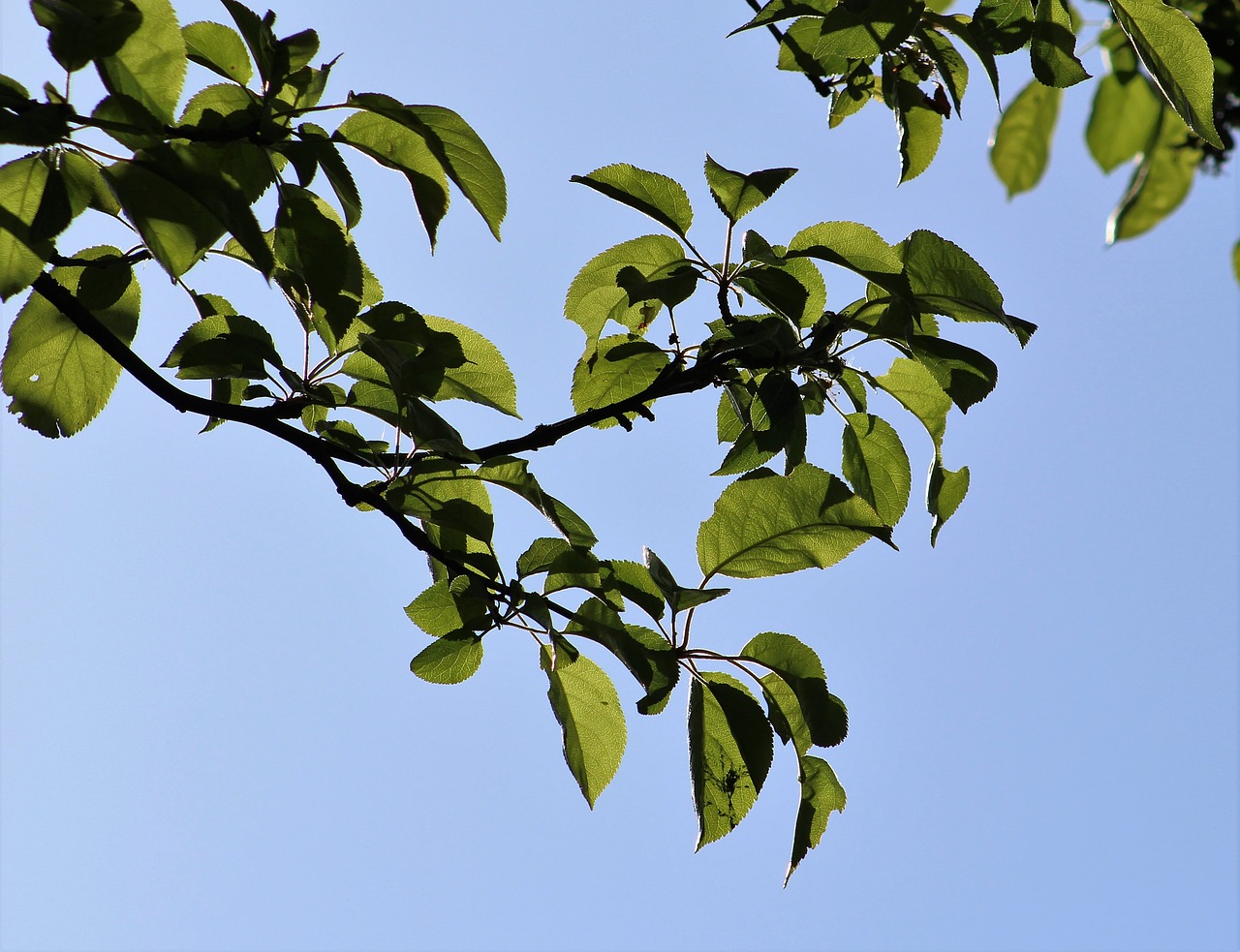 leaf tree branch free photo