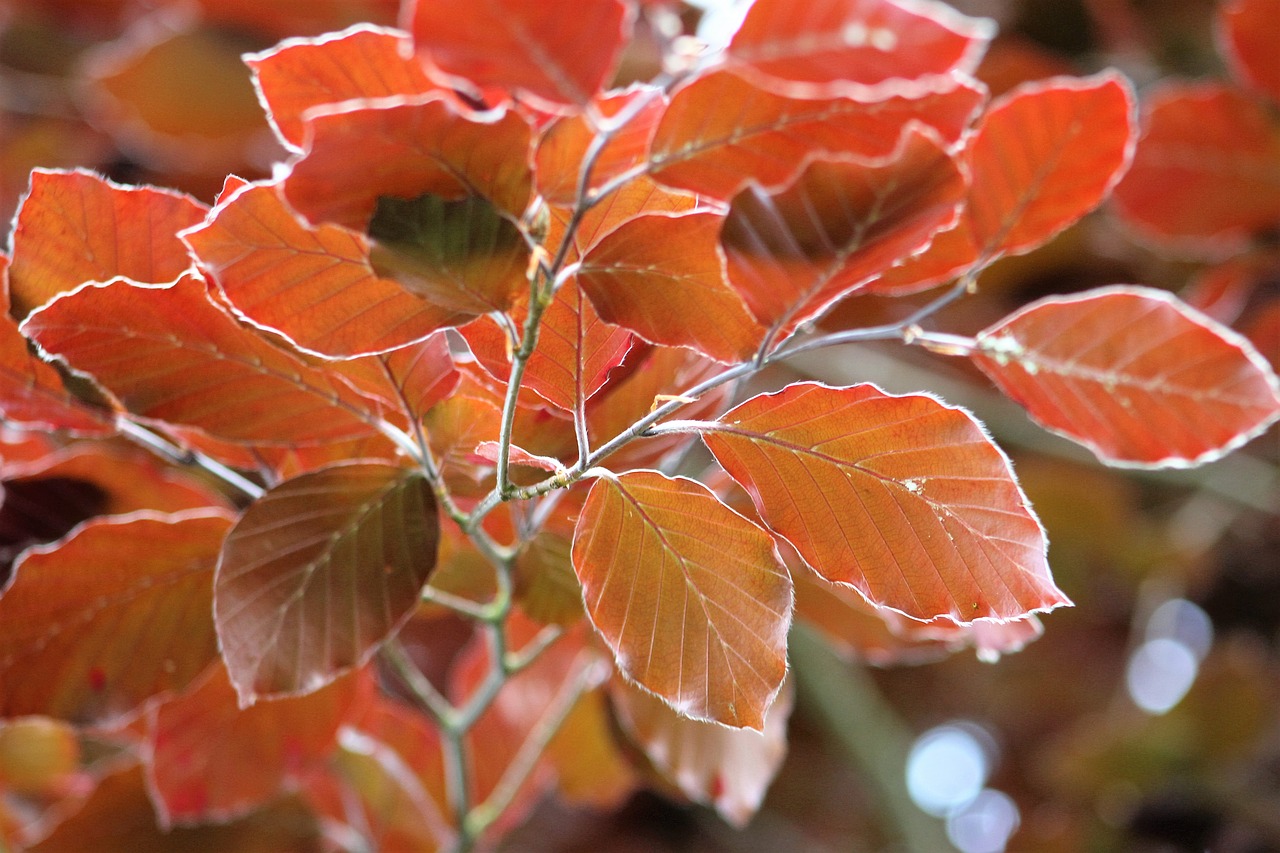 leaf fall nature free photo