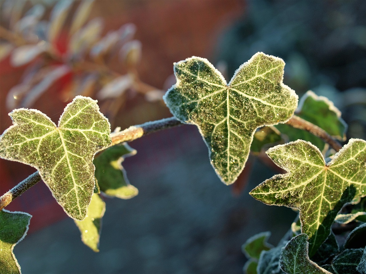 leaf flora fall free photo