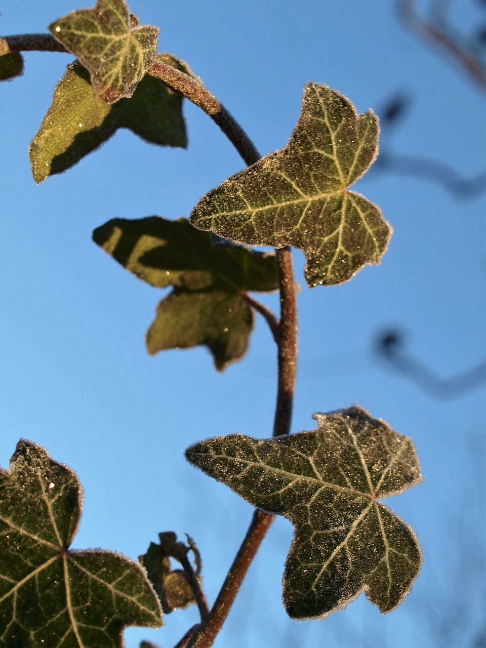 leaf nature flora free photo