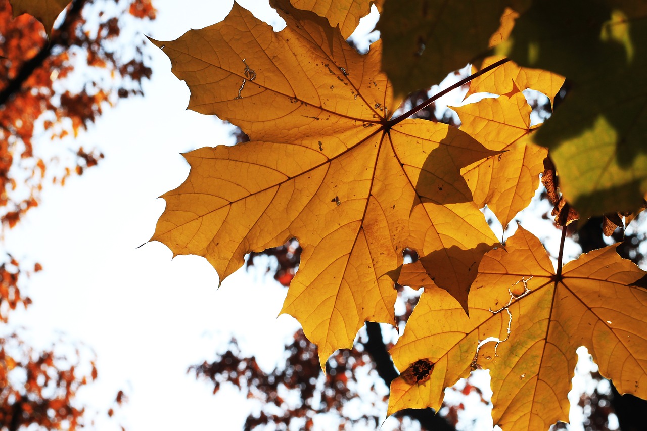 leaf fall maple free photo