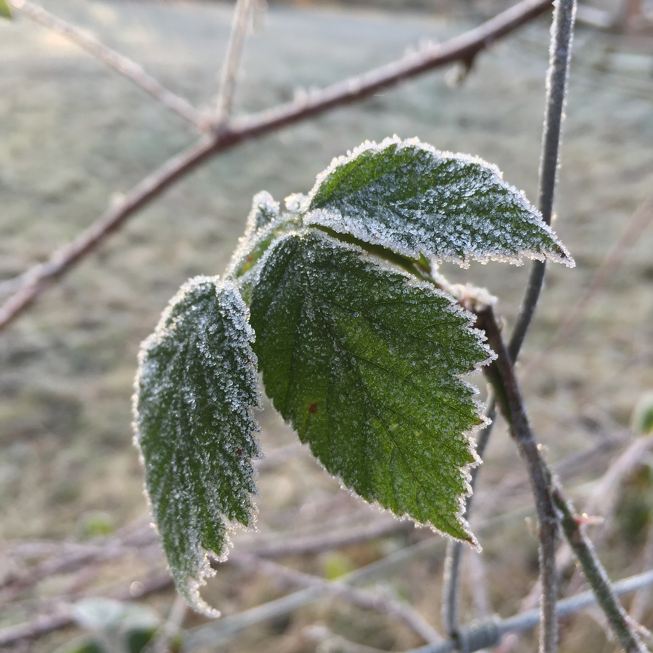 leaf nature plant free photo