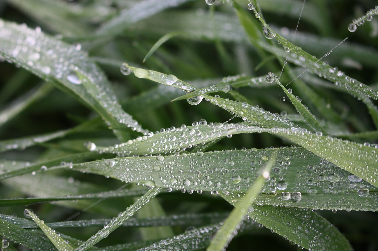 leaf dew plant free photo