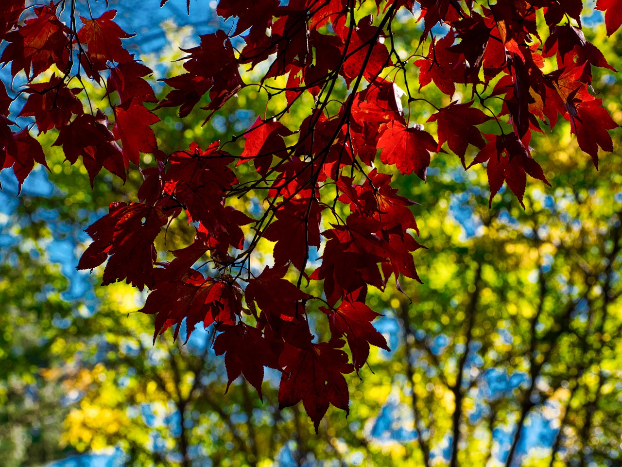 leaf fall season free photo