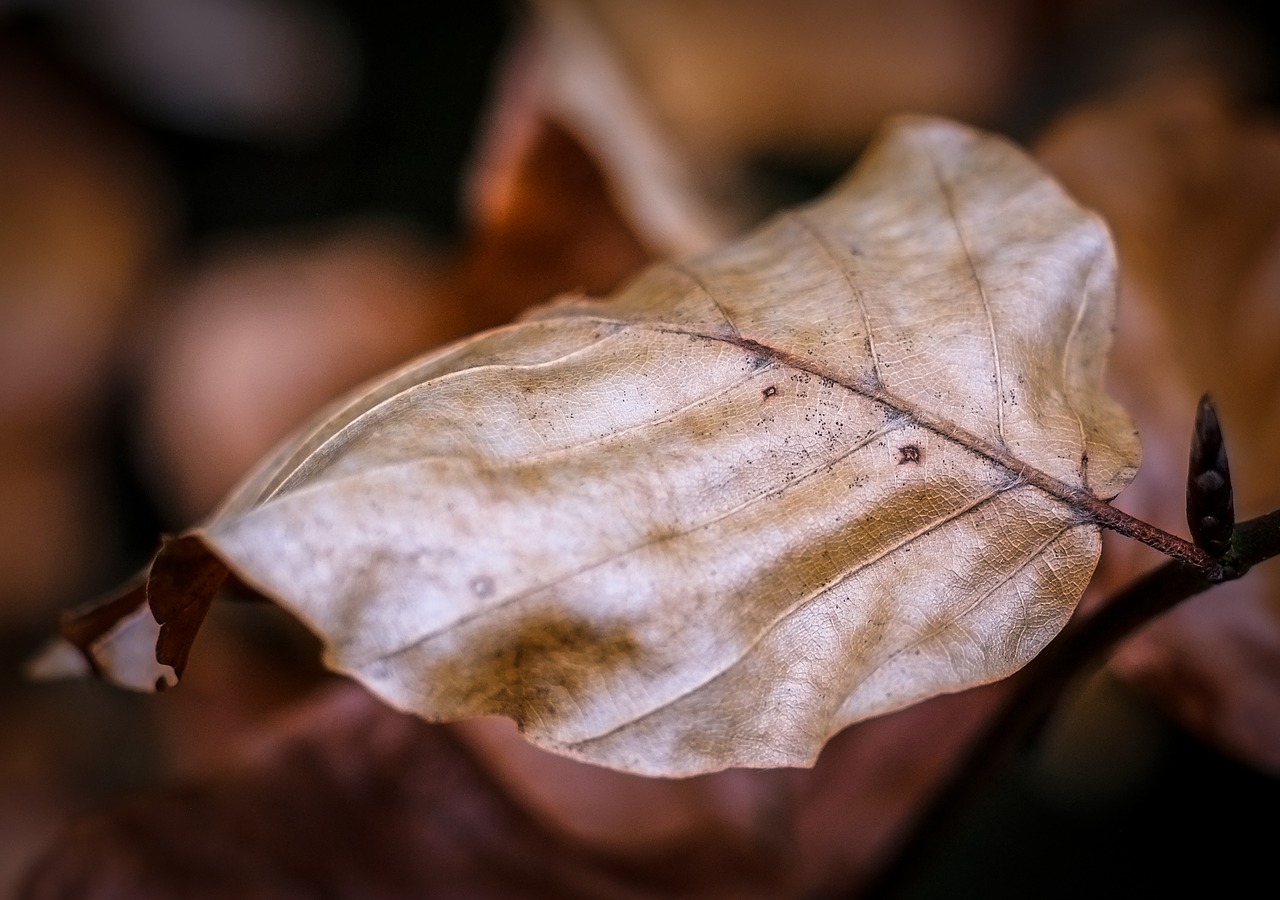 leaf autumn nature free photo