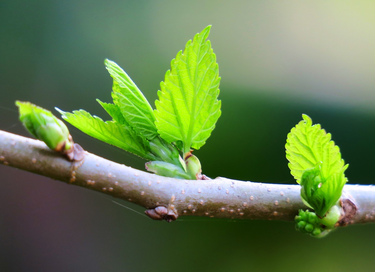 leaf nature outdoor free photo