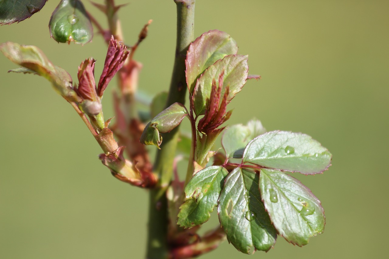 leaf nature flora free photo