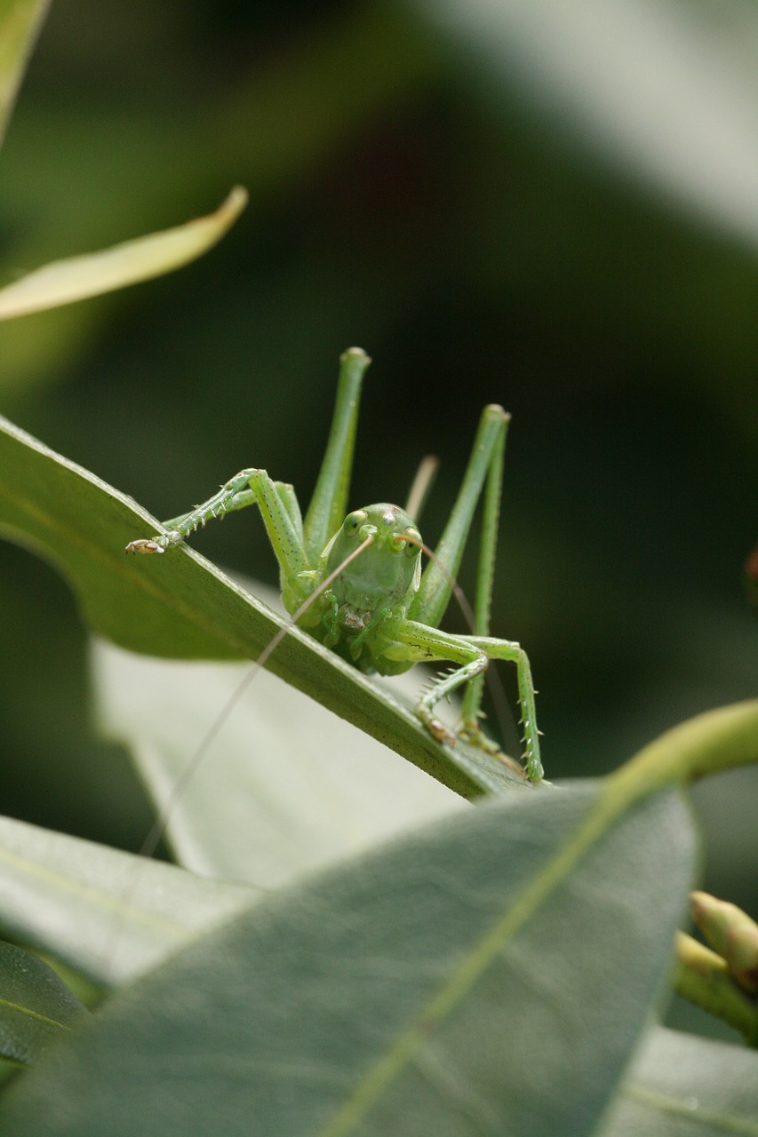 leaf insect nature free photo