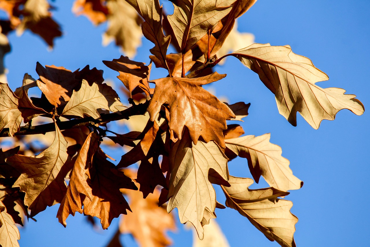 leaf fall nature free photo