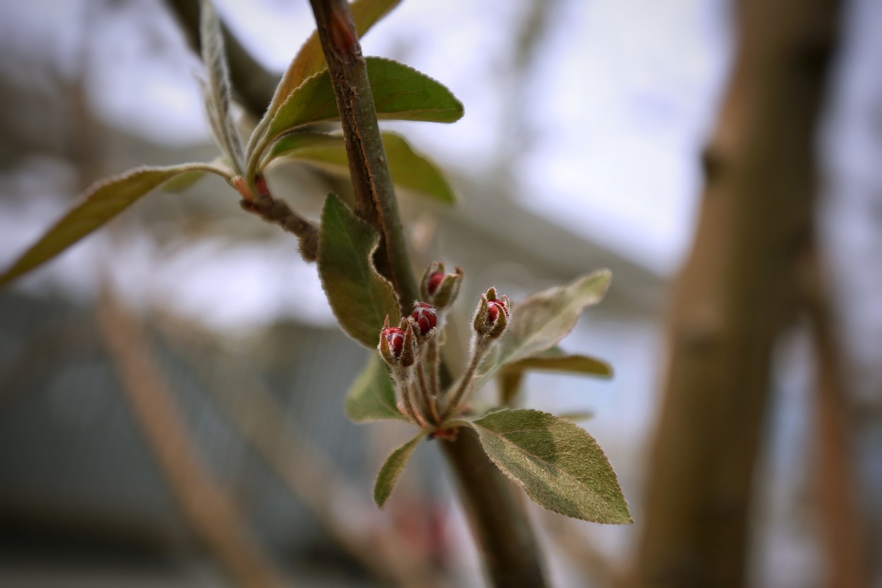 leaf tree plant free photo