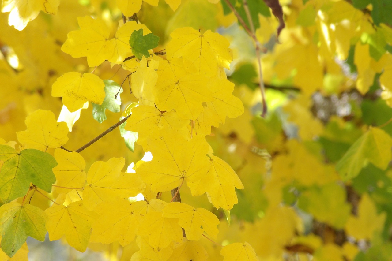 leaf nature plant free photo