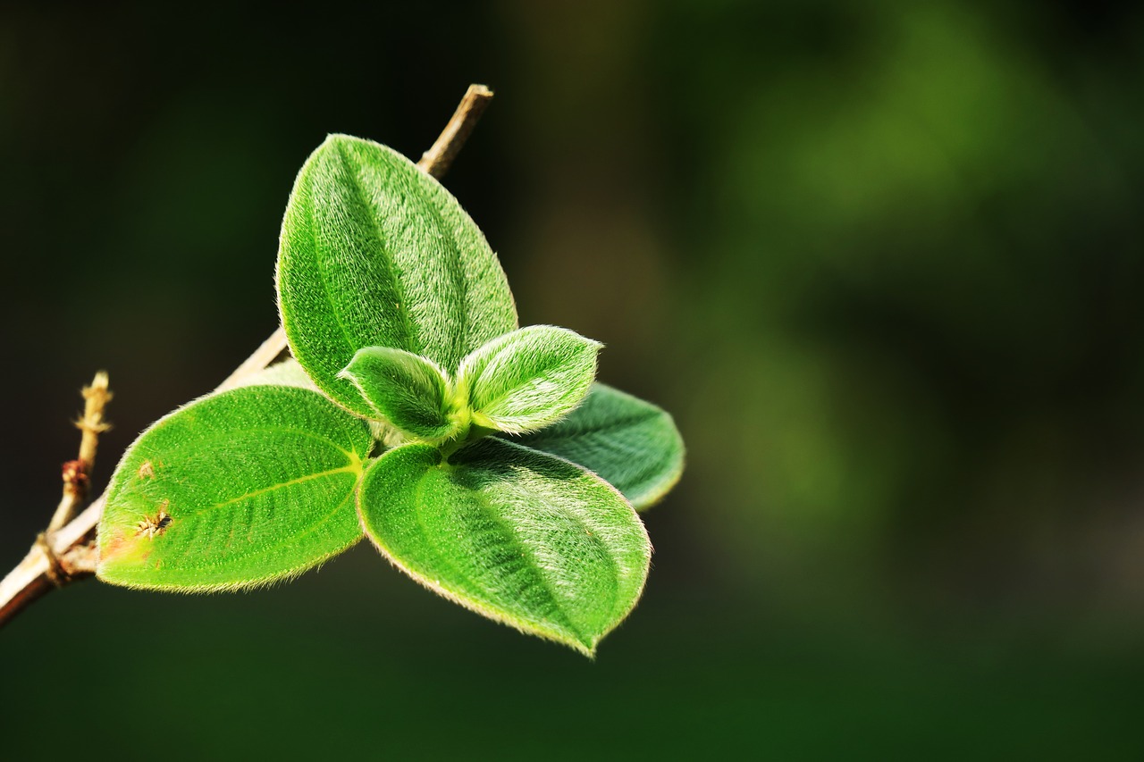 leaf nature plant free photo