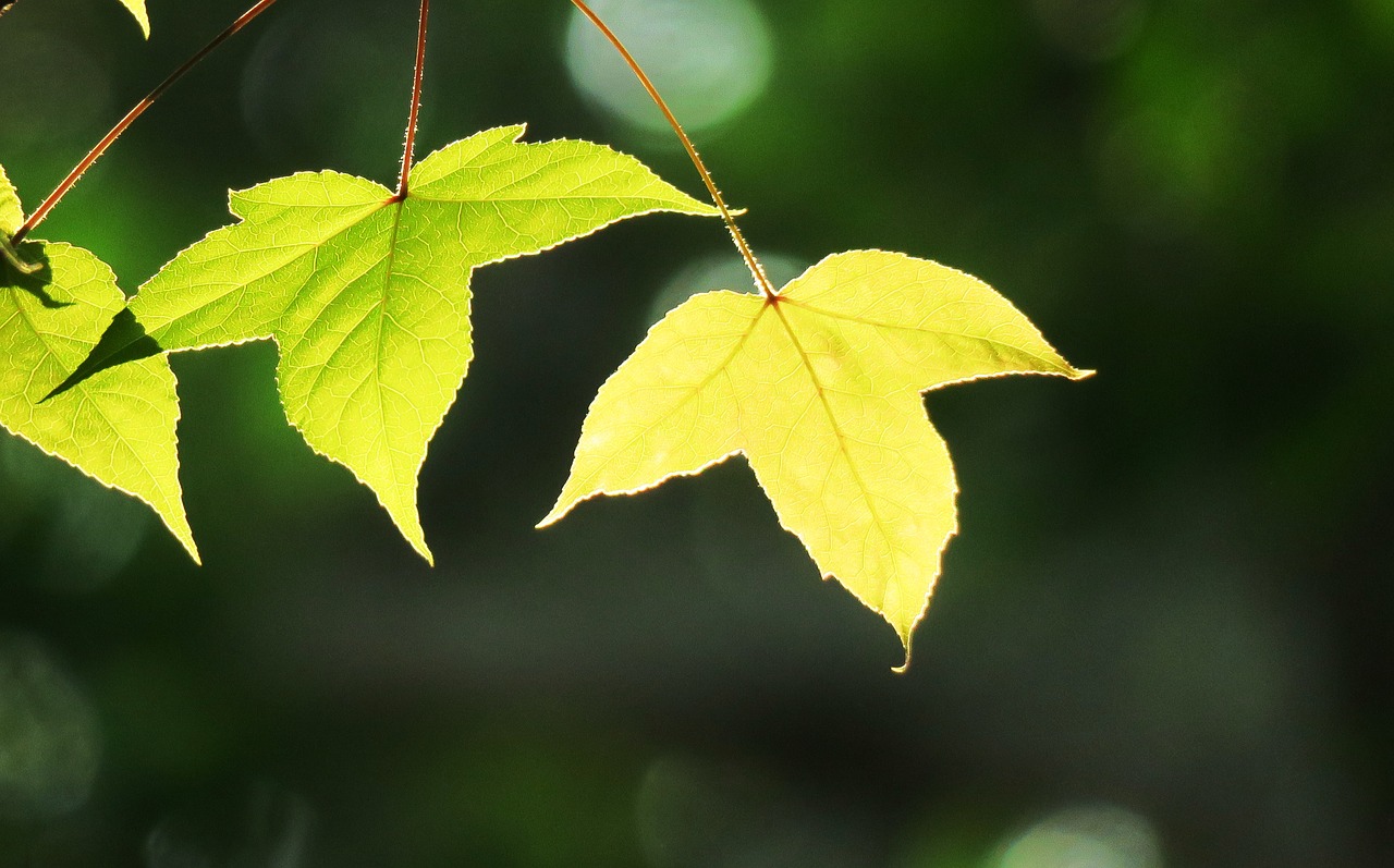 leaf plant nature free photo