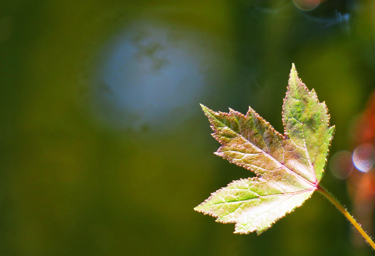 leaf nature plant free photo