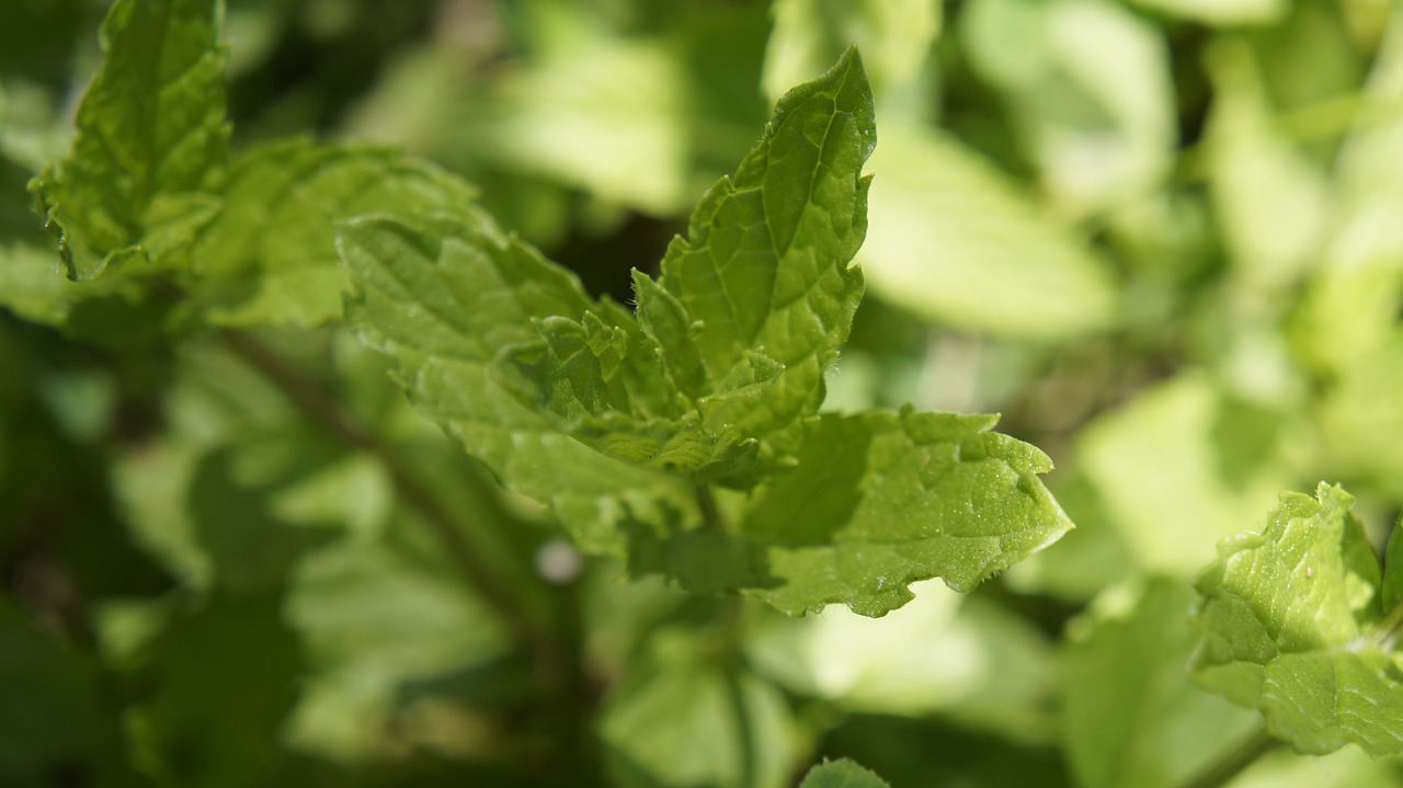 leaf flora nature free photo