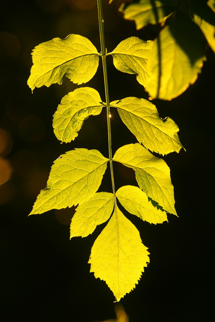 leaf nature flora free photo