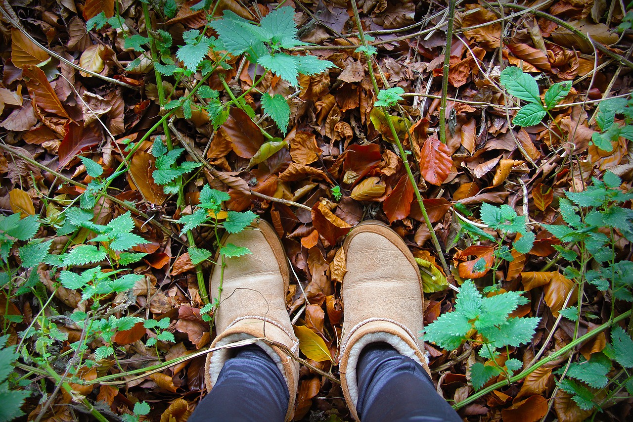 leaf fall wood free photo