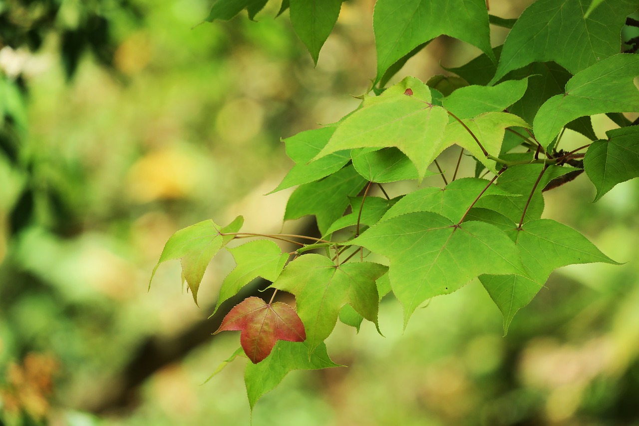 leaf nature plant free photo